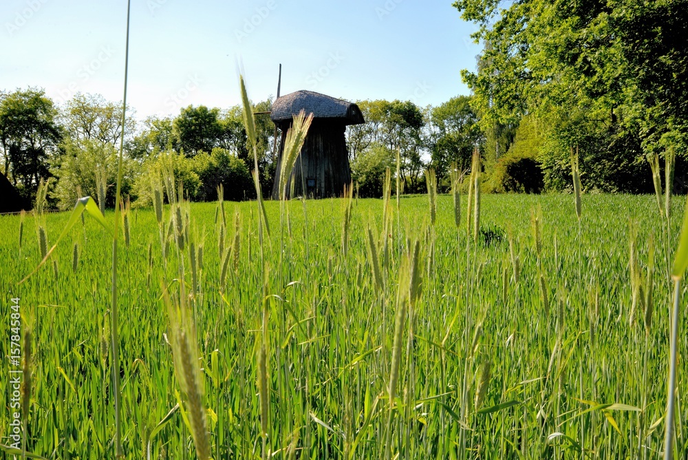 Green corn young corn and old wooden mill