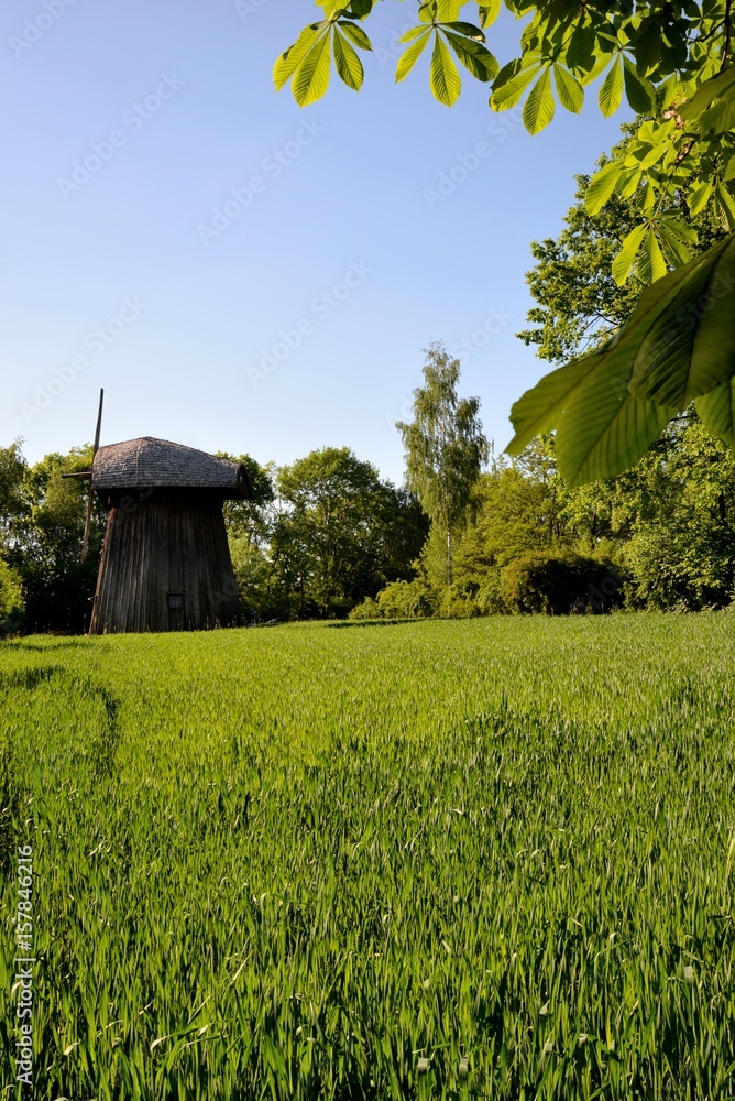 Green corn young corn and old wooden mill