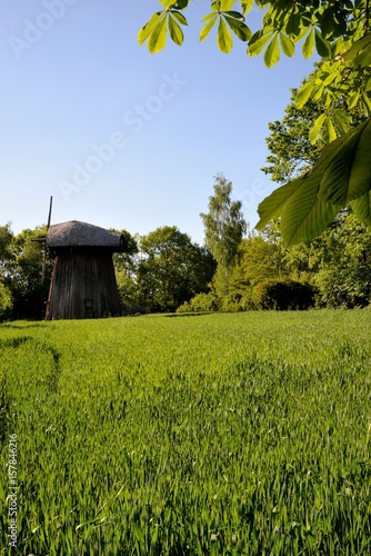 Obraz na płótnie Green corn young corn and old wooden mill w salonie