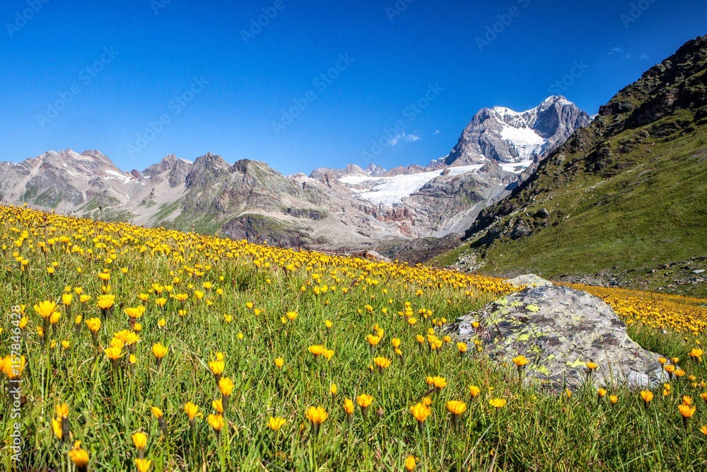 Dendelion blooming in the pastures surrounding the Confinale Pass, Valmalenco, Valtellina, Italy