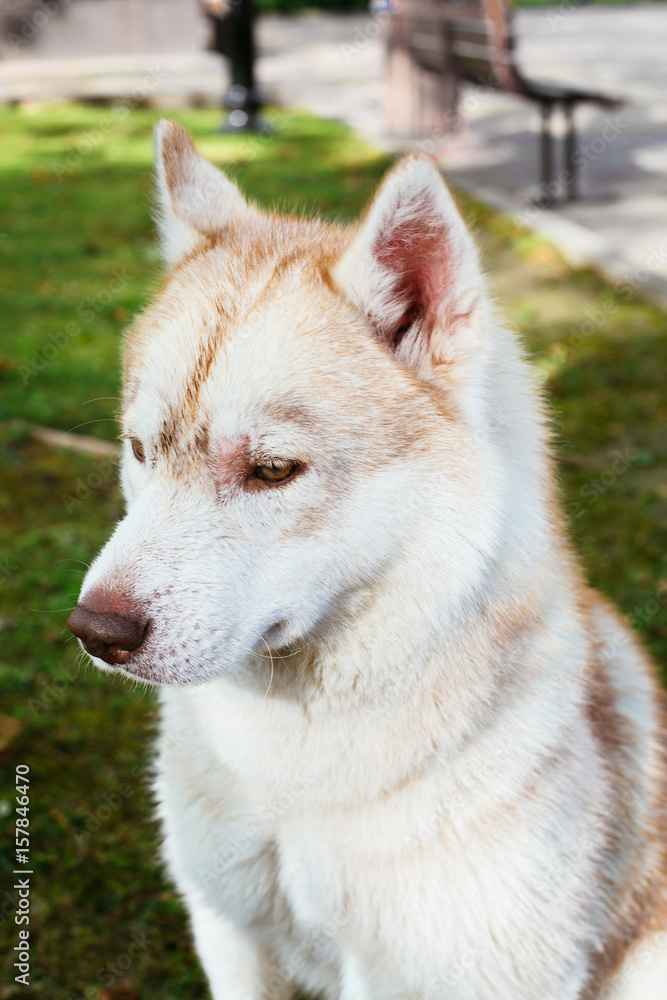 Puppy Husky against a background of green grass closeup Puppy Husky against a background of green grass closeup