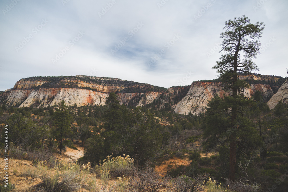 Zion National Park Landscapes