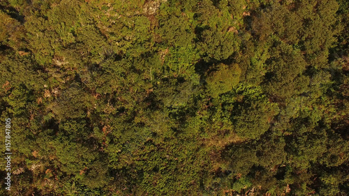 Top View of Trees in a Forest
