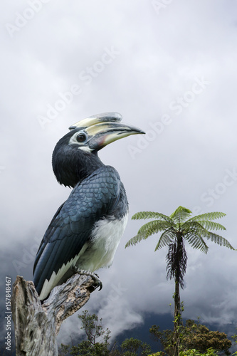 Oriental pied hornbill. photo