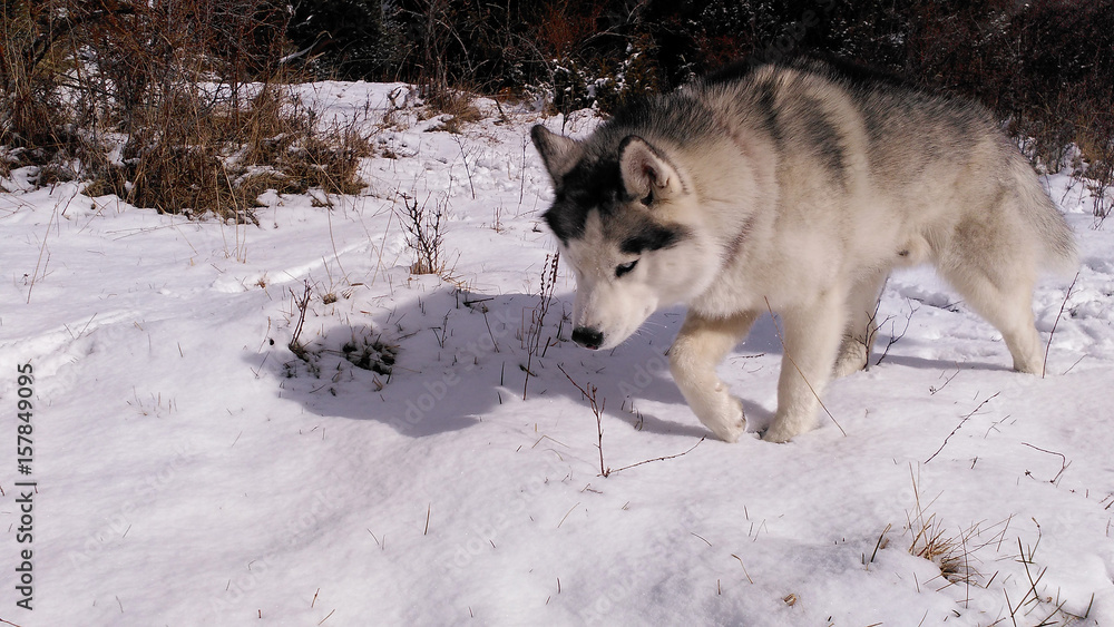 Naklejka premium siberian husky