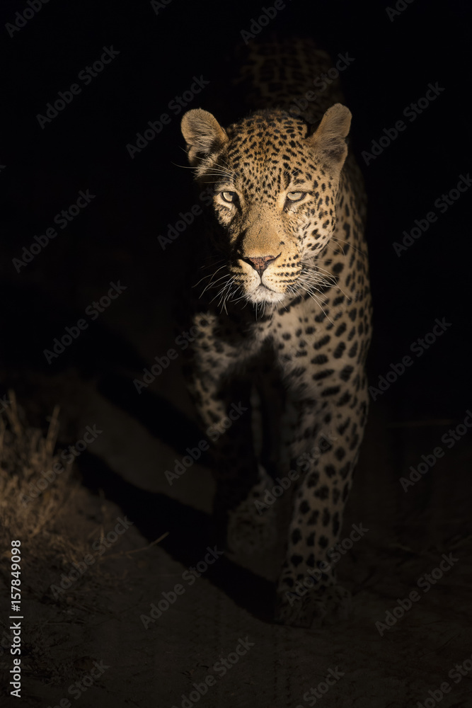 Fototapeta premium Portrait of leopard walking in the darkness hunting