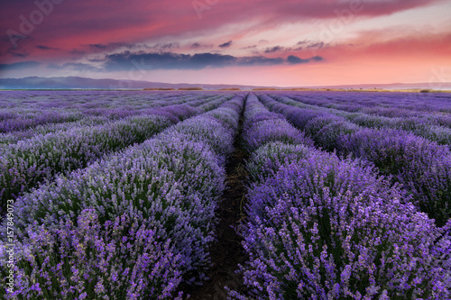 Lavender field summer landscape.Floral background