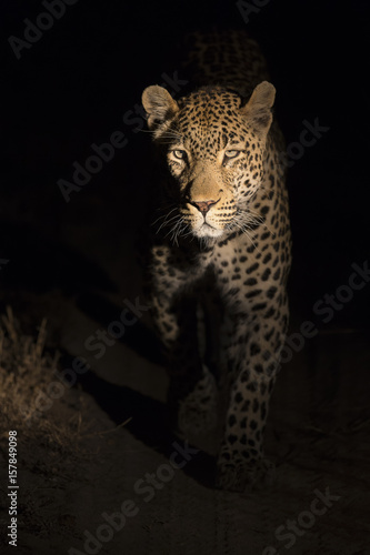 Portrait of leopard walking in the darkness hunting