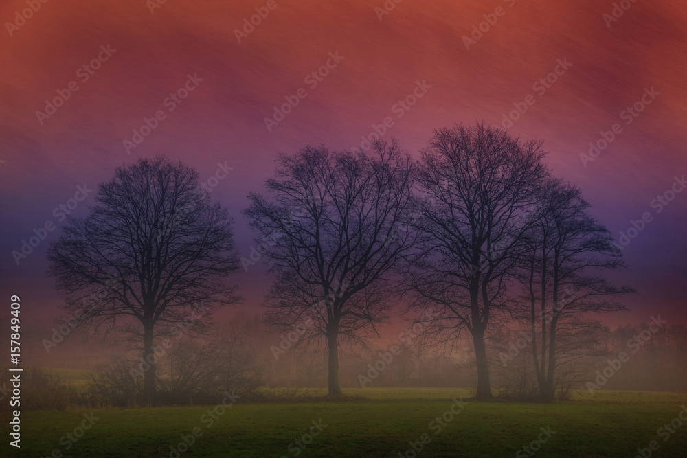 Naklejka premium A group of trees with picturesque effect