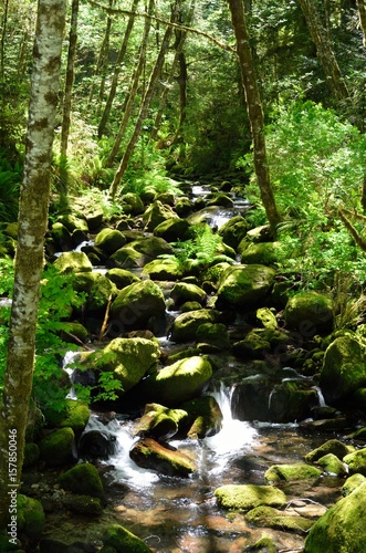 Rocky Stream Of Elk Creek In Rogue River–Siskiyou National Forest, Oregon