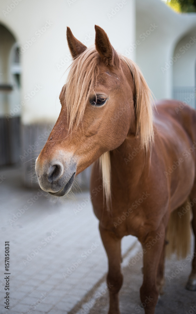 Fototapeta premium Beautiful red horse portrait 