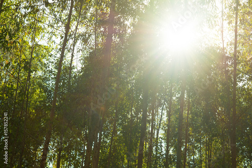 Eucalyptus forest