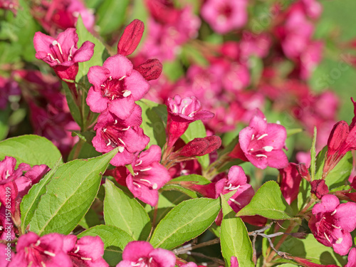 Blühende Weigelie, Weigela photo