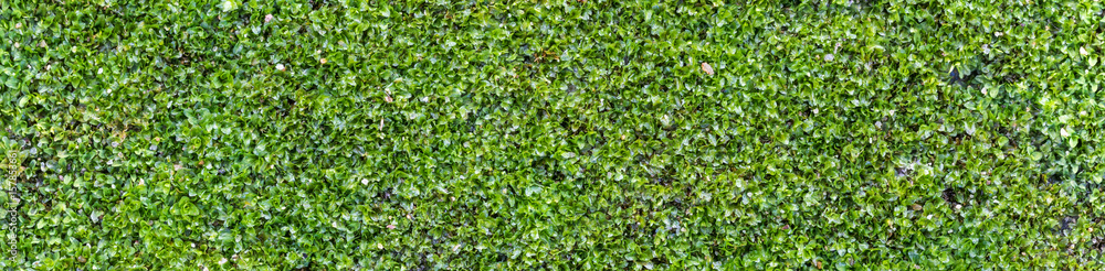 Fundo com musgo verde.