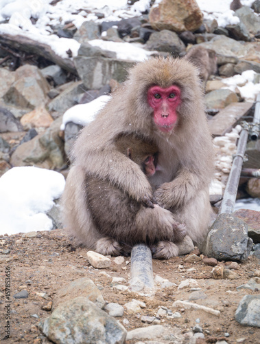 Photography Mother monkey and her baby