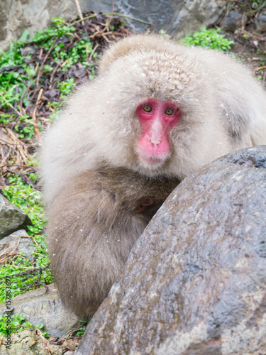 Photography Mother monkey and her baby