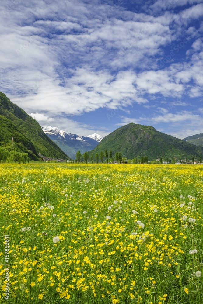 The flowering meadows on the valley floor of Valtellina. Sirta. Lombardy. Italy. Europe
