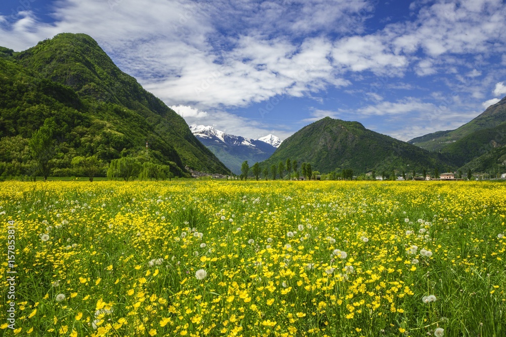 The flowering meadows on the valley floor of Valtellina. Sirta. Lombardy. Italy. Europe