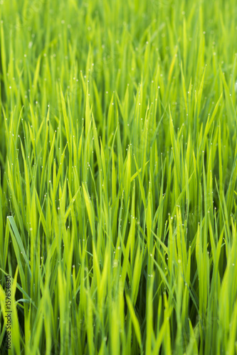 rice plant in rice field with drop dew.