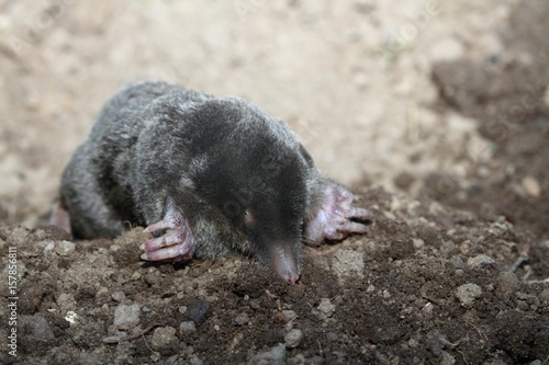  Mole, Talpa europea, with open eyes