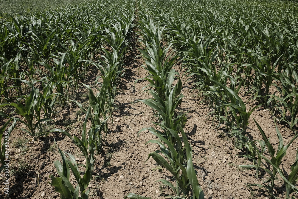 Naklejka premium Cultivation of maize