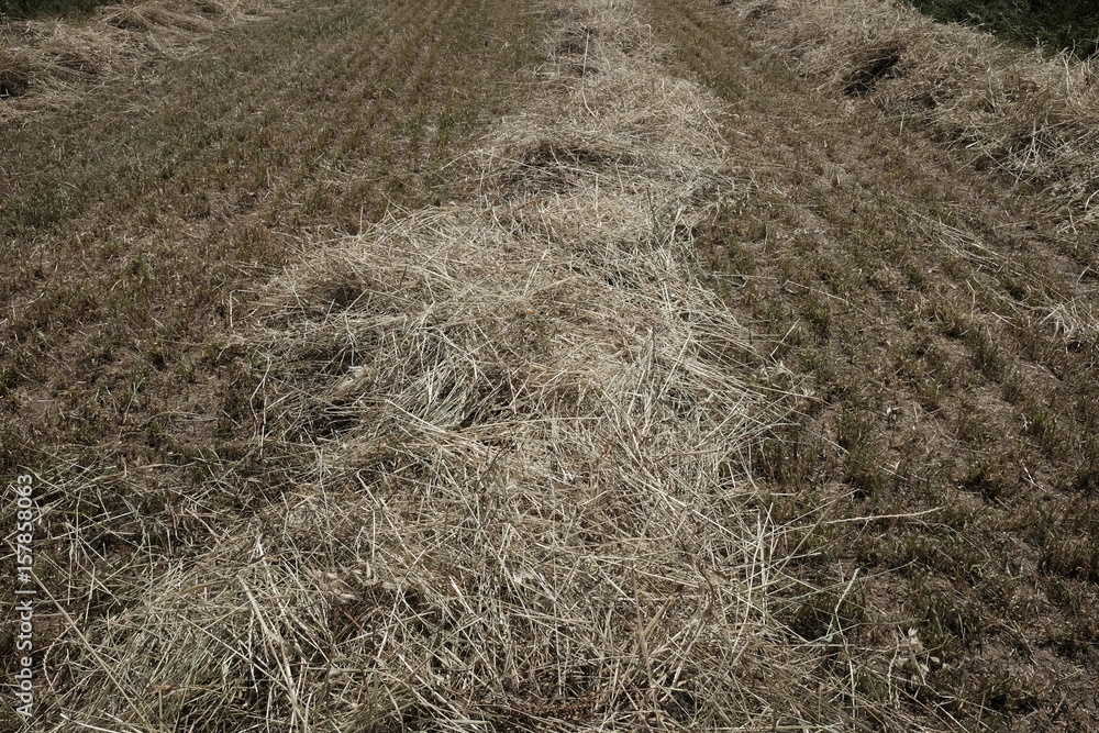 alfalfa cultivation alfalfa cultivation