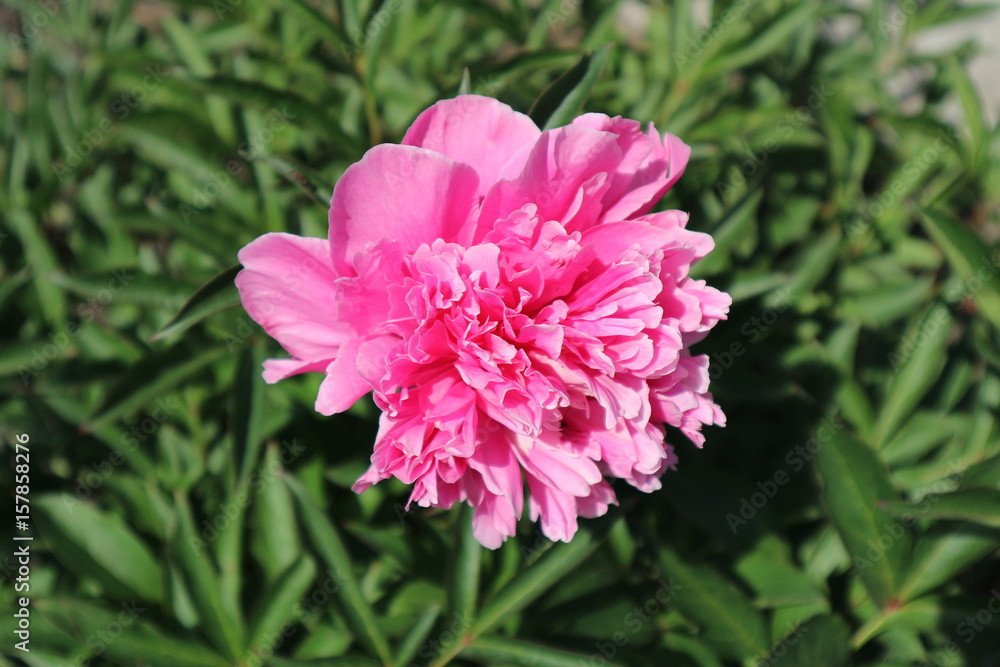 One pink peony flower on a sunny day