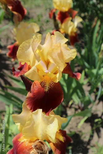 Fototapeta Naklejka Na Ścianę i Meble -  Iris germanica 'Country Charm' wine yellow flower