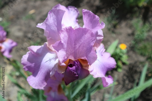 Fototapeta Naklejka Na Ścianę i Meble -  Iris germanica violet flower