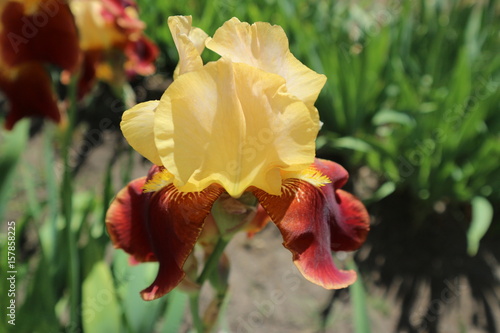 Fototapeta Naklejka Na Ścianę i Meble -  Iris germanica 'Country Charm' wine yellow flower