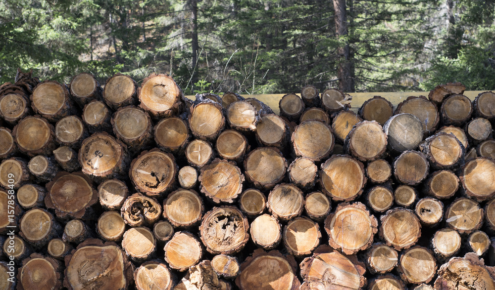 the woodpile in the forest