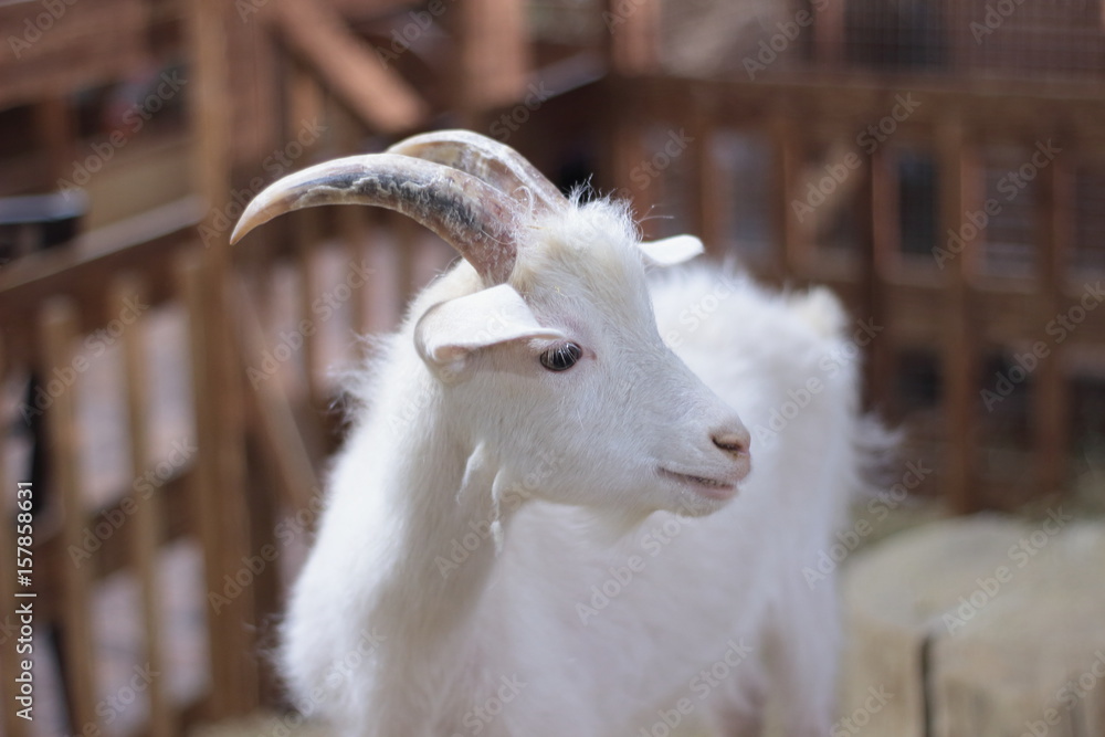Obraz premium Smile goats.