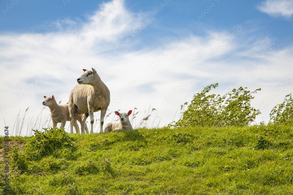 Naklejka premium sheep pasture countryside scenery Holland Hiking Landscape