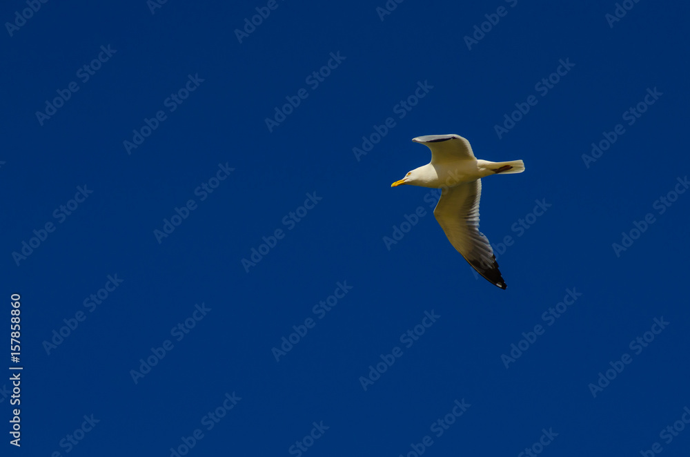 An American herring gull flying against a dark blue sky at Grand Haven, Michigan An American herring gull flying against a dark blue sky at Grand Haven, Michigan