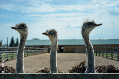 three funny ostrich in the background of the farm