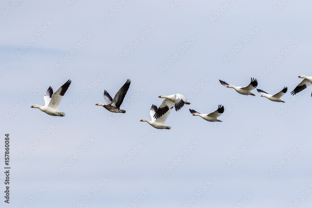 Obraz premium Snow geese in flight
