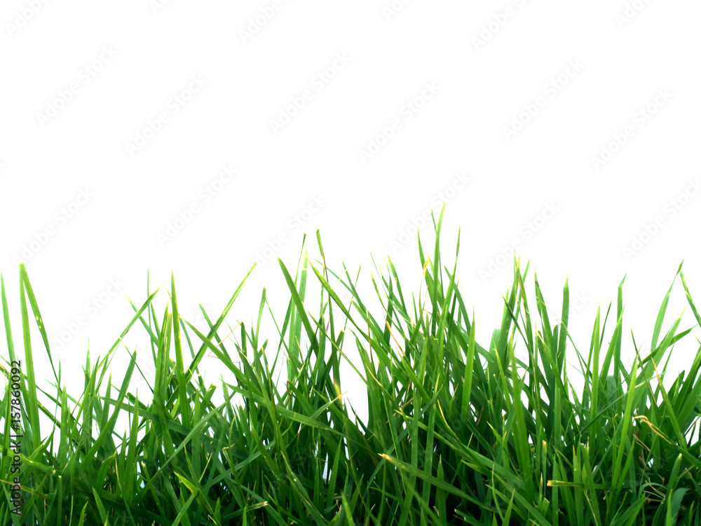 Fototapeta Green Grass and White Wall