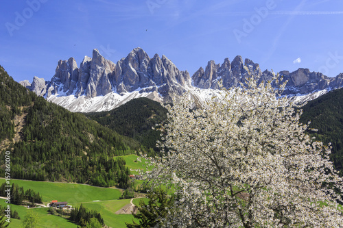 The Odle in background enhanced by flowering trees . Funes Valley. South Tyrol Dolomites Italy Europe