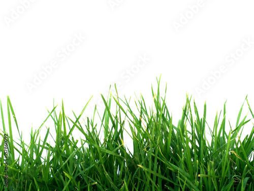 Green Grass and White Wall
