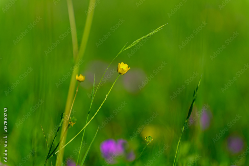 Flower of the Buttercup acrid Flower of the Buttercup acrid