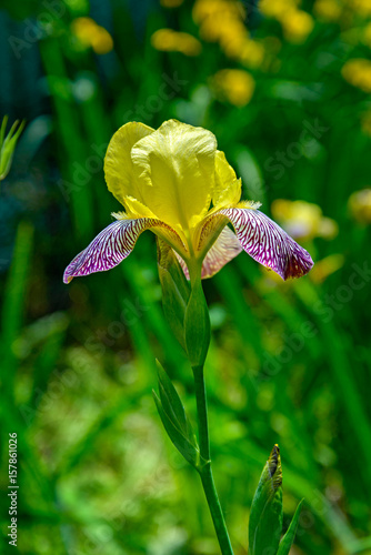 Fototapeta Naklejka Na Ścianę i Meble -  The iris flower