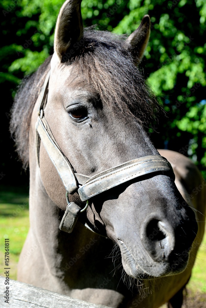 Horse with gray or mouse coat standing on a free run