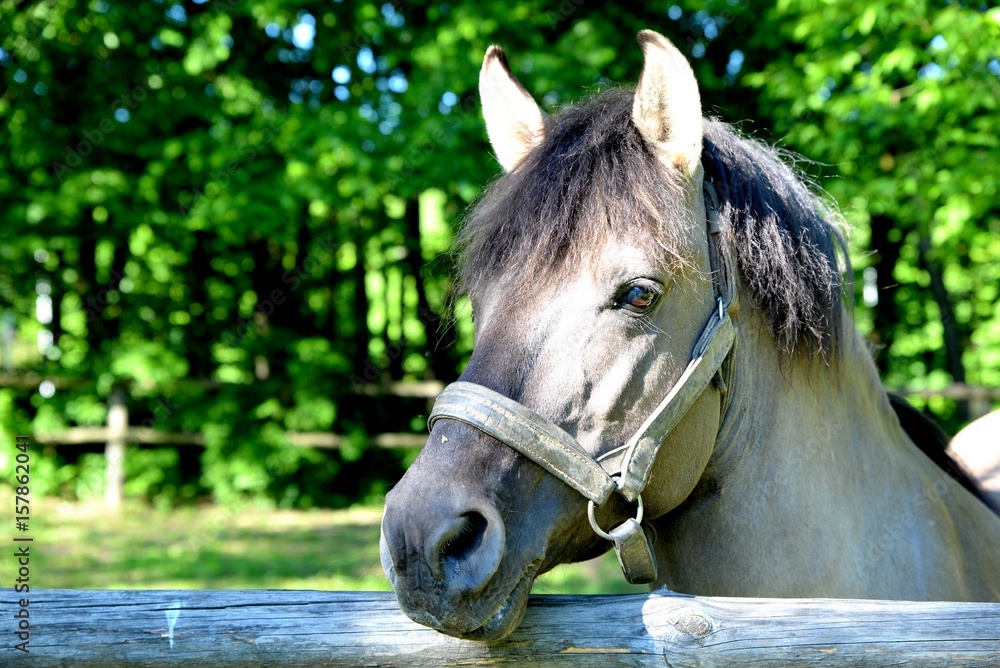 Horse with gray or mouse coat standing on a free run