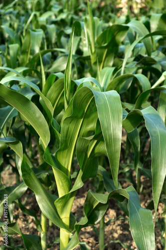 Close up the leaves of corn in Agriculture Farm.