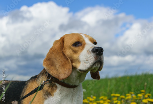 Beagle on a meadow with yellow dandelions