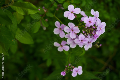 Pink Blooms