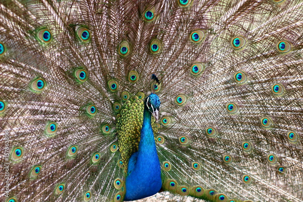 Fototapeta premium Portrait of beautiful peacock with feathers out.