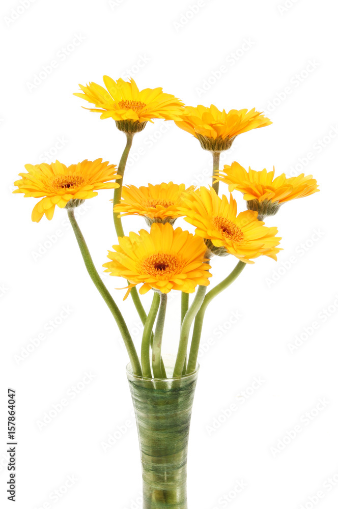 Gerbera flowers in a vase