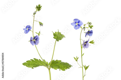 Speedwell flowers and foliage
