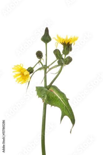 Fototapeta Sow-thistle flower and foliage